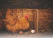 Ide Bisnis Ternak Rumahan yang Menghasilkan Cuan Besar Saat Ramadan!