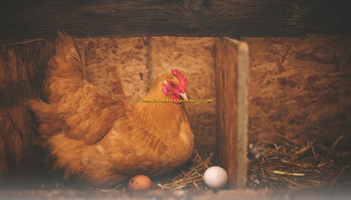 Ide Bisnis Ternak Rumahan yang Menghasilkan Cuan Besar Saat Ramadan!