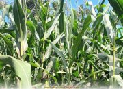 Kemenko Perekonomian Bantah Impor Jagung AS untuk Konsumsi Langsung!