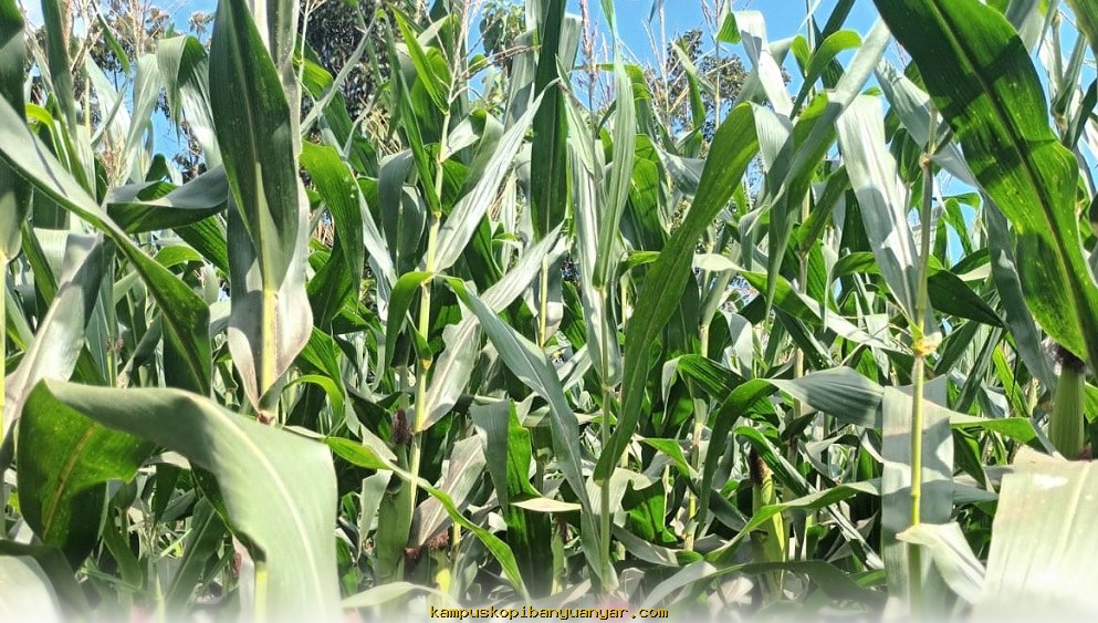 Kemenko Perekonomian Bantah Impor Jagung AS untuk Konsumsi Langsung!