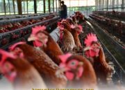 Peternak Nasional Dapat Bantuan Impor Bibit Ayam GPS Amerika!