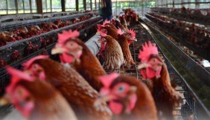 Peternak Nasional Dapat Bantuan Impor Bibit Ayam GPS Amerika!