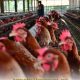 Peternak Nasional Dapat Bantuan Impor Bibit Ayam GPS Amerika!
