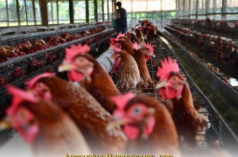 Peternak Nasional Dapat Bantuan Impor Bibit Ayam GPS Amerika!