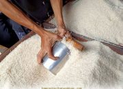 Potensi Ekspor Beras Indonesia ke Arab Saudi Dinilai Sangat Menjanjikan oleh Bulog!