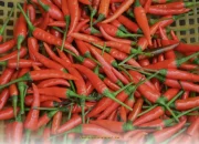 Harga Cabai Rawit Melonjak Tajam Jelang Lebaran, Tembus Rp74.750 per Kilogram!