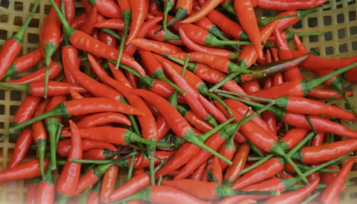 Harga Cabai Rawit Melonjak Tajam Jelang Lebaran, Tembus Rp74.750 per Kilogram!