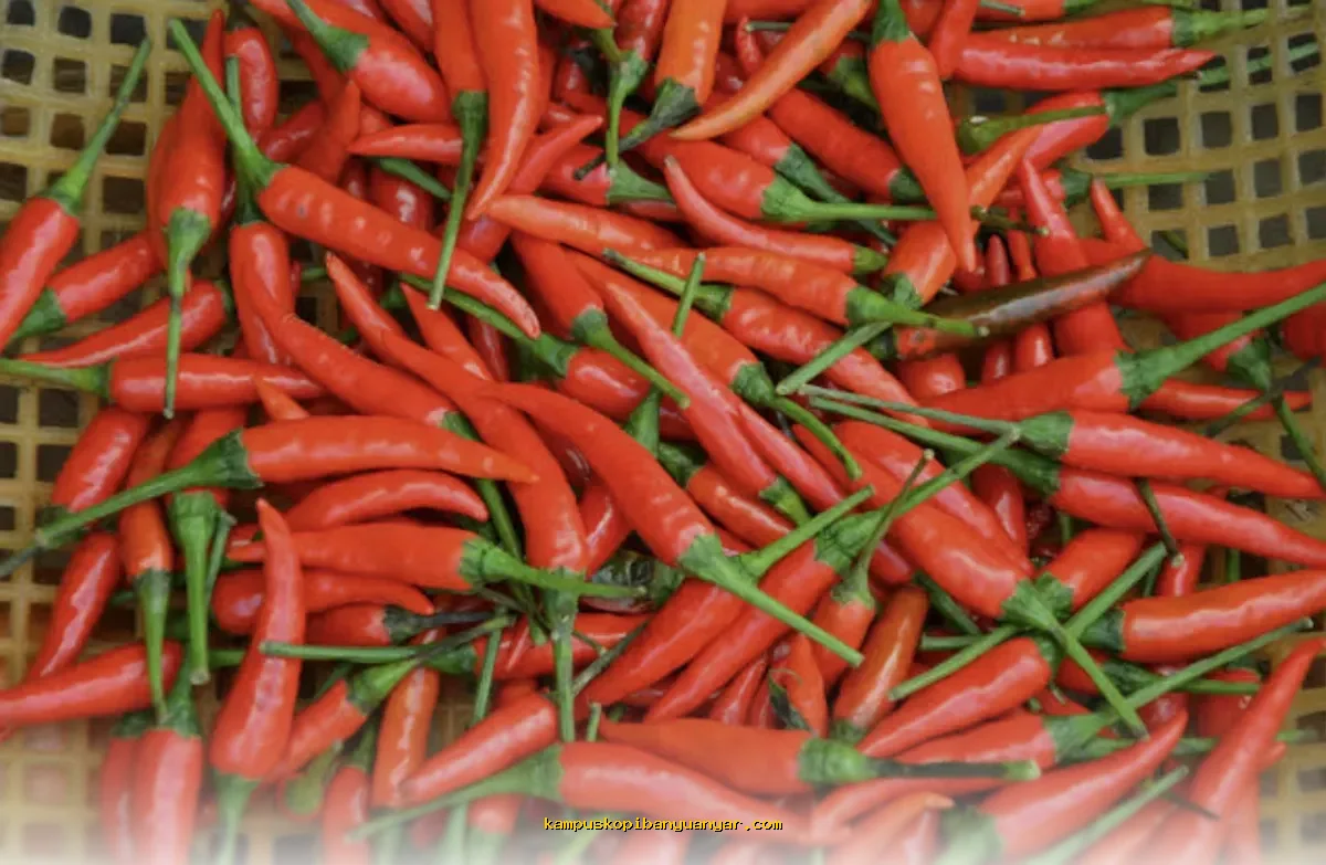 Harga Cabai Rawit Melonjak Tajam Jelang Lebaran, Tembus Rp74.750 per Kilogram!