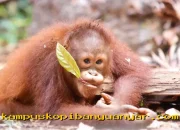 BNI Dorong Upaya Konservasi Satwa Langka Menuju Hari Spesies Terancam Punah 2026!