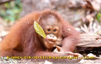 BNI Dorong Upaya Konservasi Satwa Langka Menuju Hari Spesies Terancam Punah 2026!