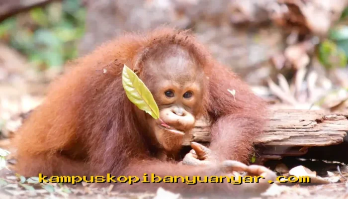 BNI Dorong Upaya Konservasi Satwa Langka Menuju Hari Spesies Terancam Punah 2026!