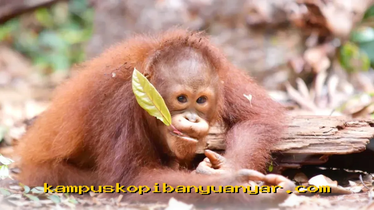 BNI Dorong Upaya Konservasi Satwa Langka Menuju Hari Spesies Terancam Punah 2026!